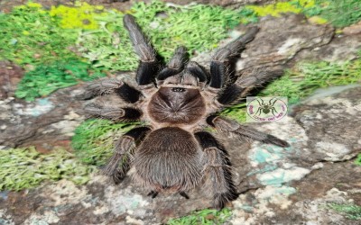 Phormictopus Sp. Full Green Tarantula